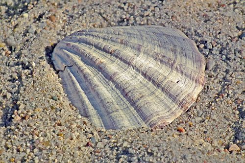 seashell  sand  summer