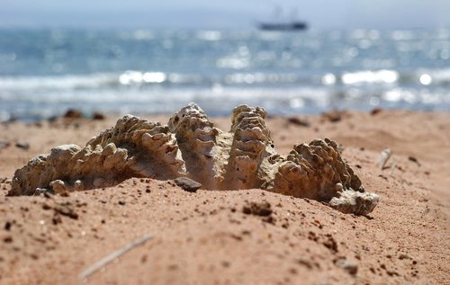 seashell  beach  sea