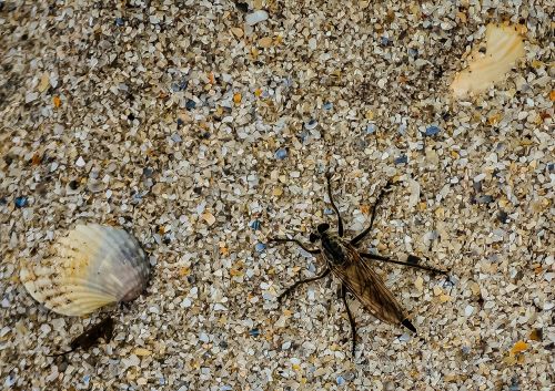 seashell insect nature