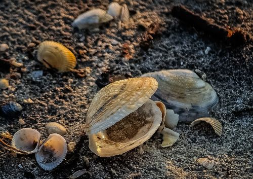 seashell shellfish mussel