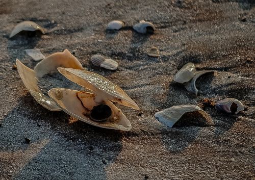 seashell shellfish mussel