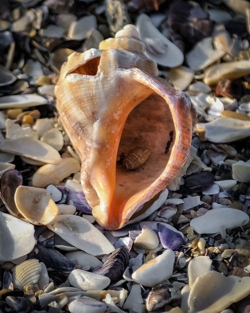 seashell shellfish mussel