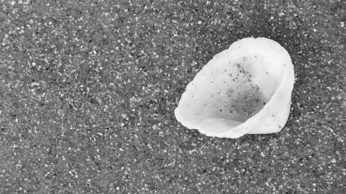 seashell sand black and white