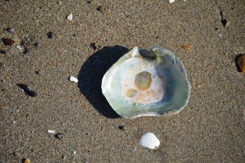 seashell beach shore