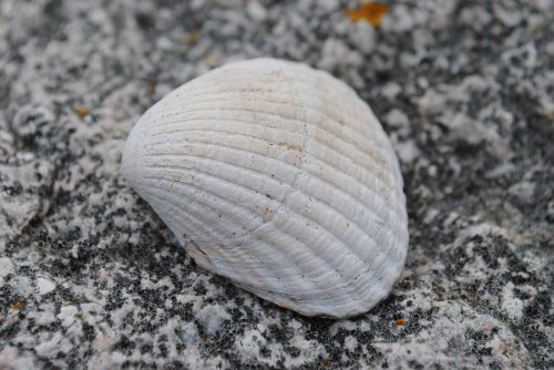 seashell stone beach