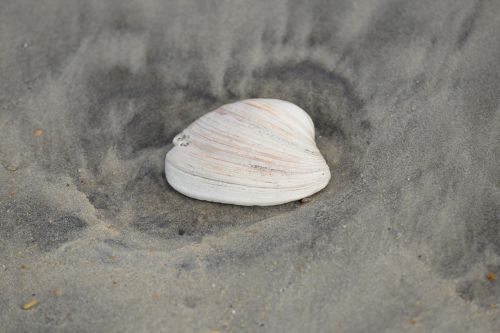 seashell sea shell sand