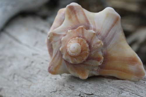 seashell simple close up