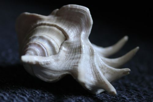 seashell shell animal