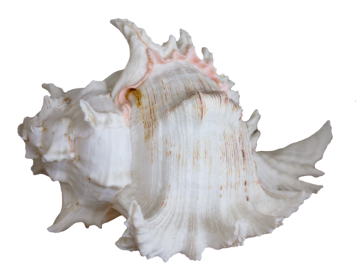 seashell shell sea
