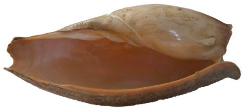 seashell shell water