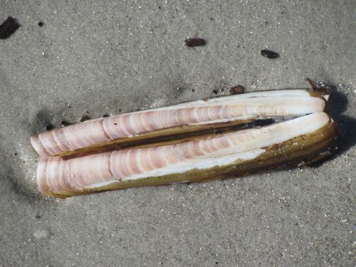 seashell muschel north sea