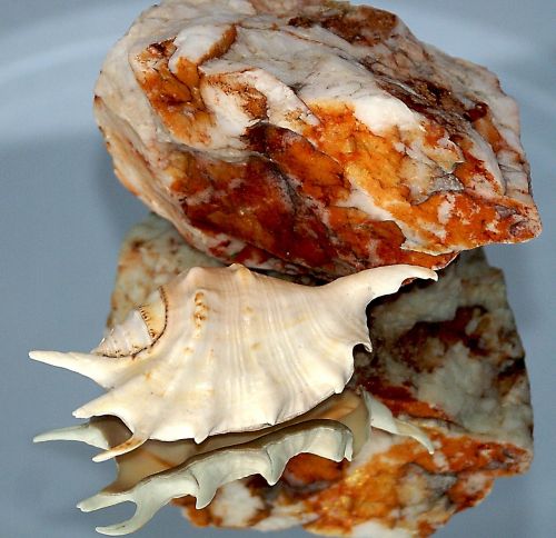 seashell rock stone