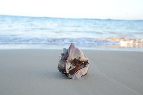 seashell on beach sand beach