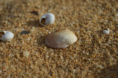 Seashell Photography On The Beach