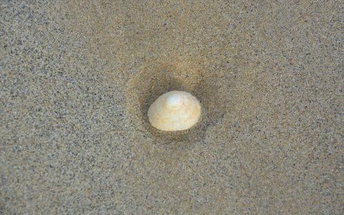 seashell sand beach sea