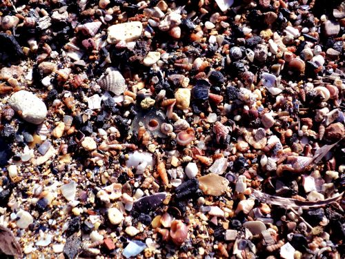 seashells beach sand