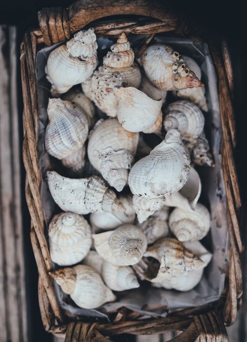 seashells basket shell