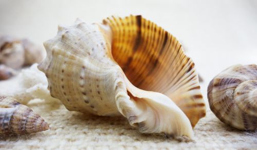 shell shells nature
