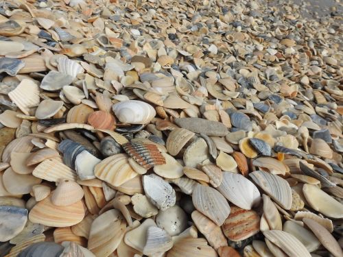 seashells beach shells
