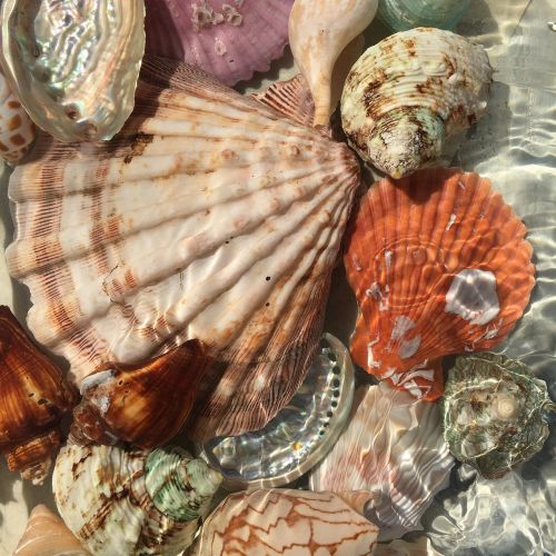 seashells shells water