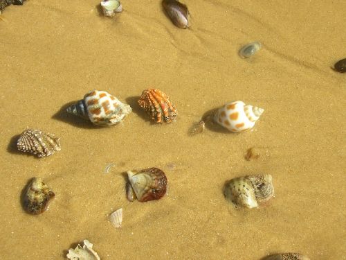 seashells mussels sand