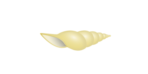 seashells sea shell