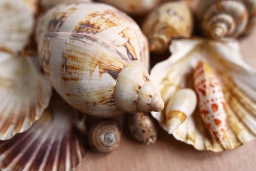 seashells  mollusk  scallop