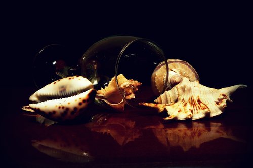 seashells  still life  meeresbewohner