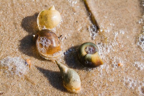 seashells  beach  sand