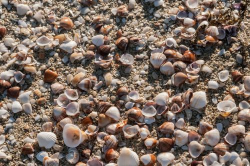 seashells beach shells