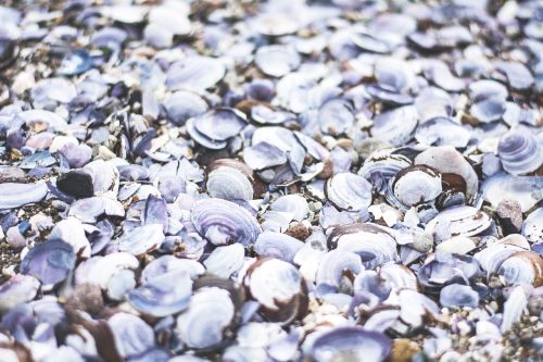 seashells pile nature