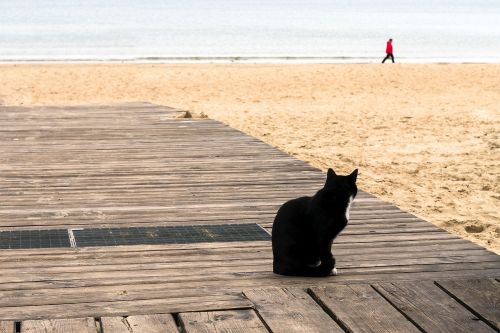 seashore cat looking