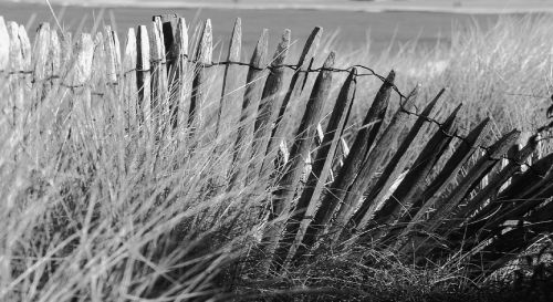 seaside dunes ocean