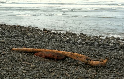 seaside oregon driftwood