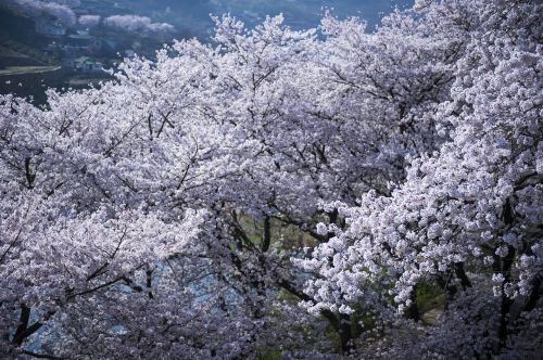 season cherry tree cherry blossom