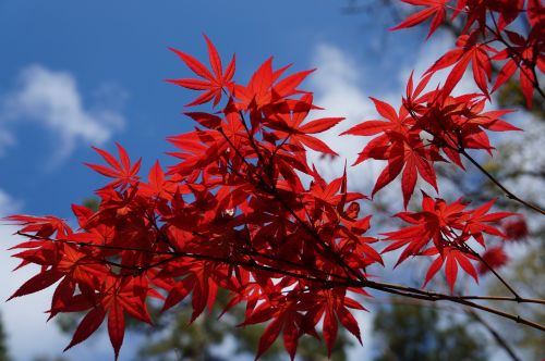 season leaf tree