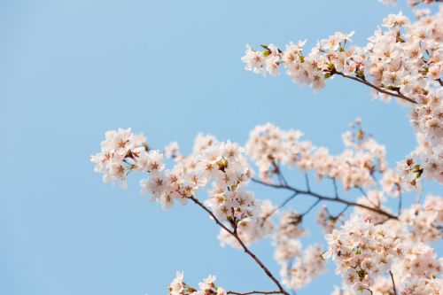 season wood blue sky