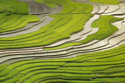 season  pour water  transplanted rice