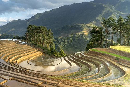 season  pour water  transplanted rice