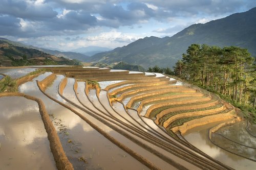 season  pour water  transplanted rice