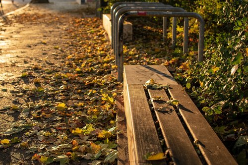 season  leaf  fall