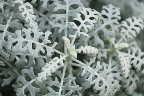 seasonal  flora  snowflake