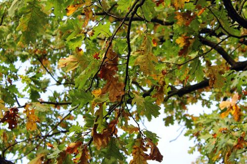 seasons of the year autumn foliage tree