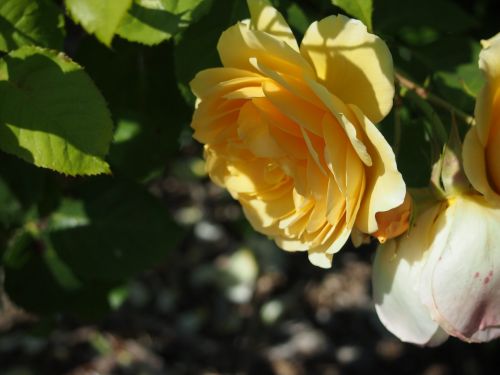seattle flower rose