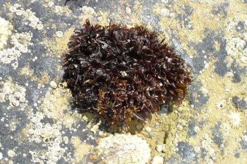 seaweed shore rockpool