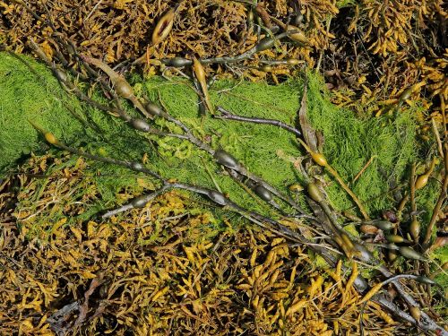seaweed sea weed