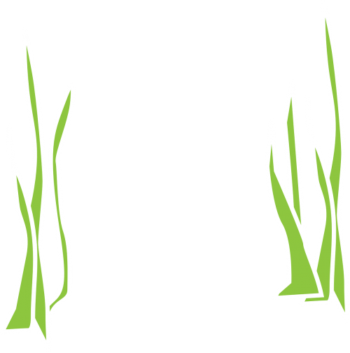 seaweed aqua flora