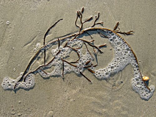 seaweed sand bubble