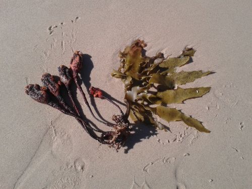 seaweed sand seed