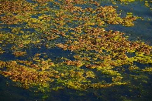 seaweed algae infestation lake